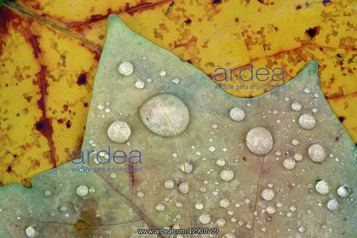 : Autumn Leaves - with dewdrops : Autumn Leaves - with dewdrops