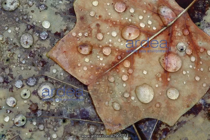 : Autumn Leaves - with dewdrops : Autumn Leaves - with dewdrops