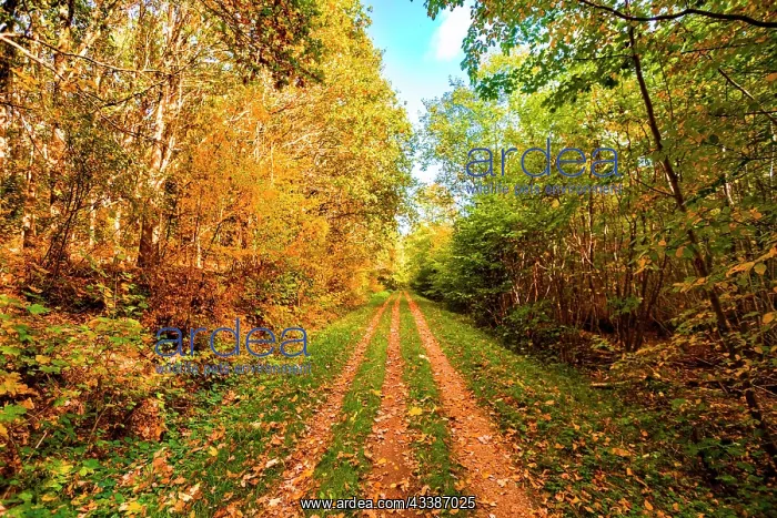 : Autumn leaves falling on a forest trail in the f : Autumn leaves falling on a forest trail in the f