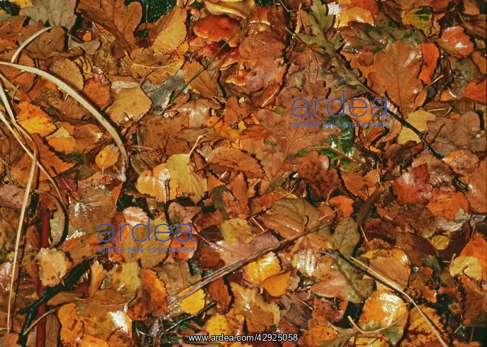 : AUTUMN LEAVES - FOREST FLOOR : AUTUMN LEAVES - FOREST FLOOR