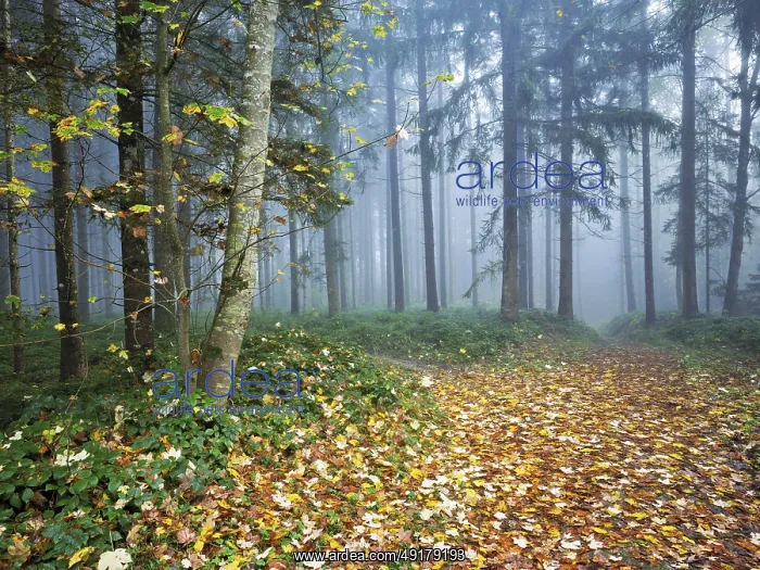 : Autumn leaves on forest path through the foggy forest : Autumn leaves on forest path through the foggy forest