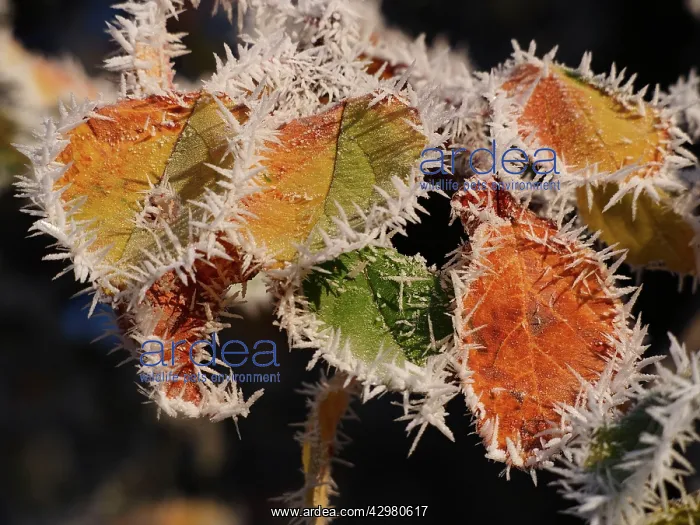  : Autumn Leaves - with hoarfrost
