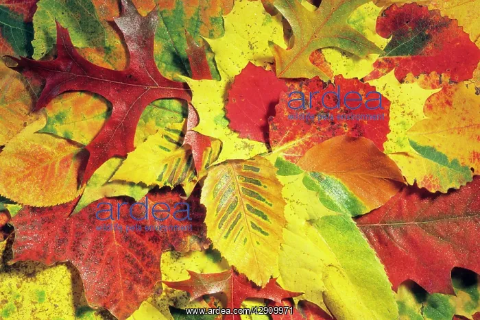 : Autumn Leaves - Hornbeam, Beech (Fagus sylvatica) : Autumn Leaves - Hornbeam, Beech (Fagus sylvatica)