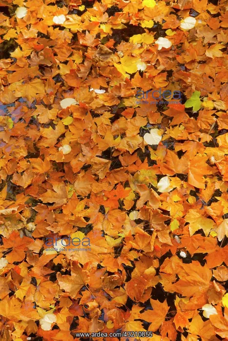 : Autumn leaves in Medici Fountain, Jardin : Autumn leaves in Medici Fountain, Jardin