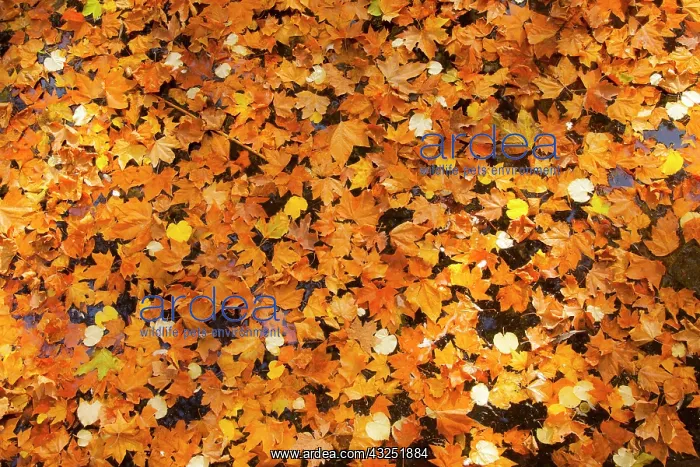 : Autumn leaves in Medici Fountain, Jardin : Autumn leaves in Medici Fountain, Jardin