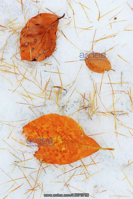 : Autumn leaves and needles of an unidentified tree in the sno : Autumn leaves and needles of an unidentified tree in the sno