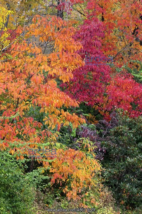 : Autumn leaves, Oldham County, Kentucky : Autumn leaves, Oldham County, Kentucky