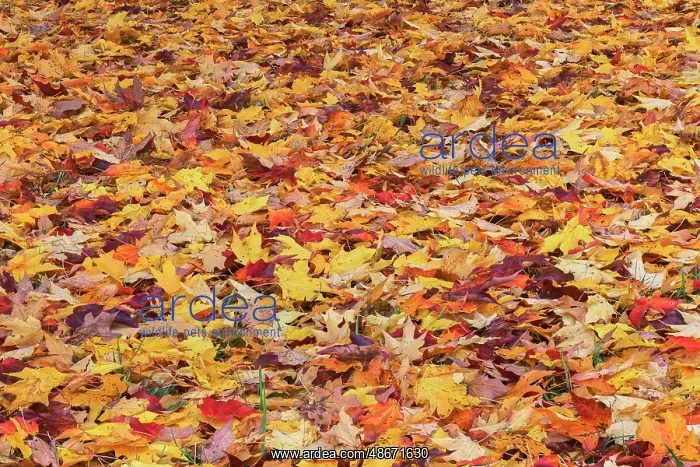 : Autumn leaves, Oldham County, Kentucky : Autumn leaves, Oldham County, Kentucky