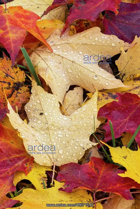 : Autumn leaves, Oldham County, Kentucky : Autumn leaves, Oldham County, Kentucky