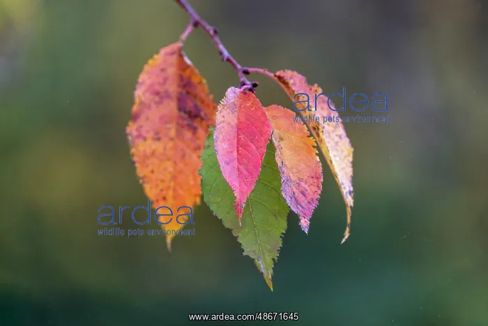: Autumn leaves, Oldham County, Kentucky : Autumn leaves, Oldham County, Kentucky