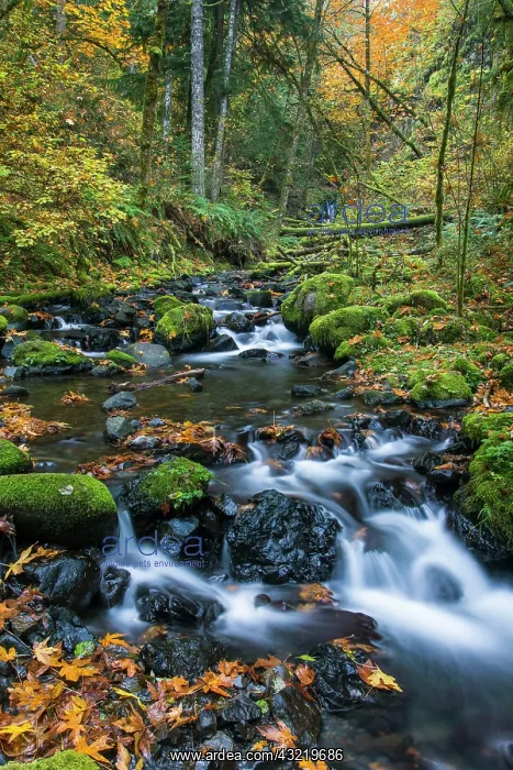: Autumn leaves scattered along Gorton Creek : Autumn leaves scattered along Gorton Creek