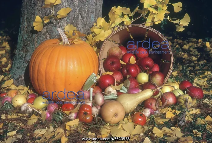 : Autumn Still Life : Autumn Still Life