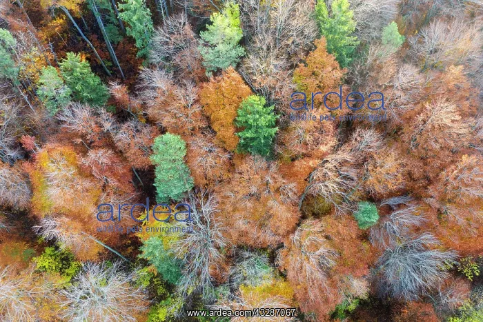 : Autumn mixed forest, F&, x2e9b3965;nland, aerial : Autumn mixed forest, F&, x2e9b3965;nland, aerial