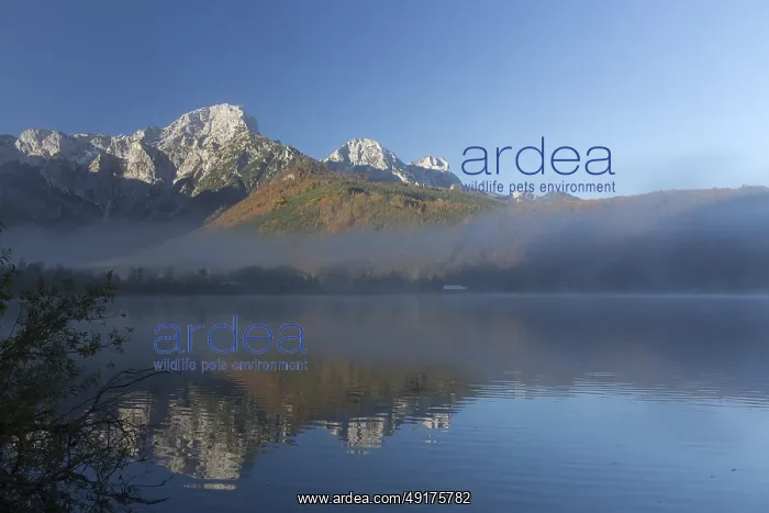 : Autumn mood at lake Almsee, Grunau : Autumn mood at lake Almsee, Grunau