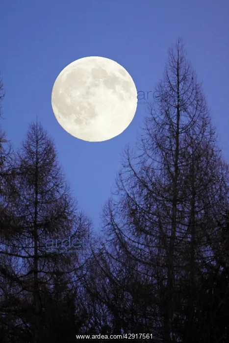 : Autumn Full Moon - raising above forest skyline : Autumn Full Moon - raising above forest skyline