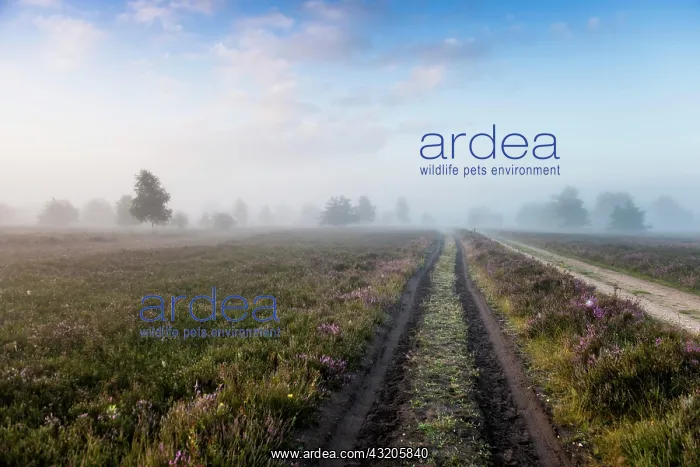 : Autumn morning mist at sunrise with flowering Common : Autumn morning mist at sunrise with flowering Common