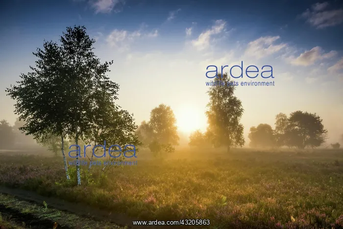 : Autumn morning mist at sunrise with flowering Common : Autumn morning mist at sunrise with flowering Common