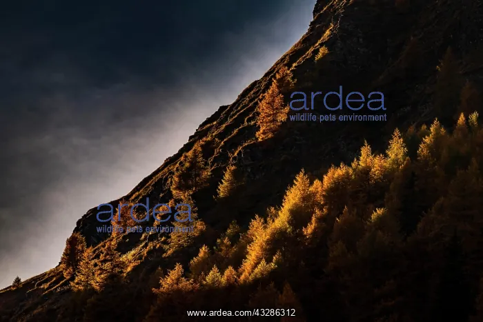 : Autumn mountain larch forest (Larix decidua) with : Autumn mountain larch forest (Larix decidua) with