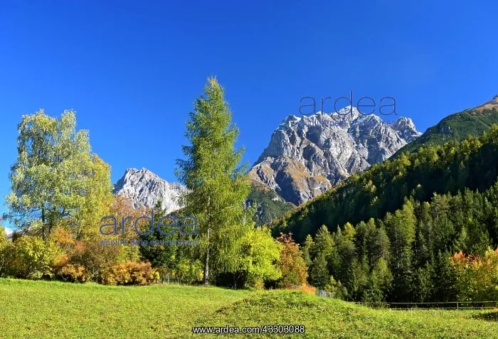 : Autumn on a mountain pasture in The Engadin, Vulpera : Autumn on a mountain pasture in The Engadin, Vulpera