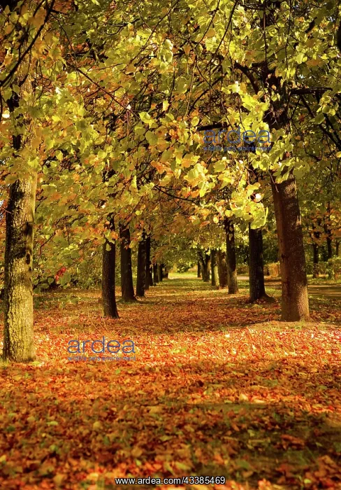 : Autumn park : Autumn park