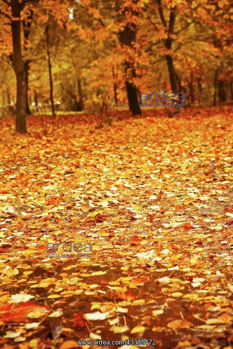: Autumn park after a rain : Autumn park after a rain