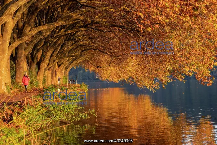 : Autumn plane tree avenue at Lake Baldeney with walker : Autumn plane tree avenue at Lake Baldeney with walker
