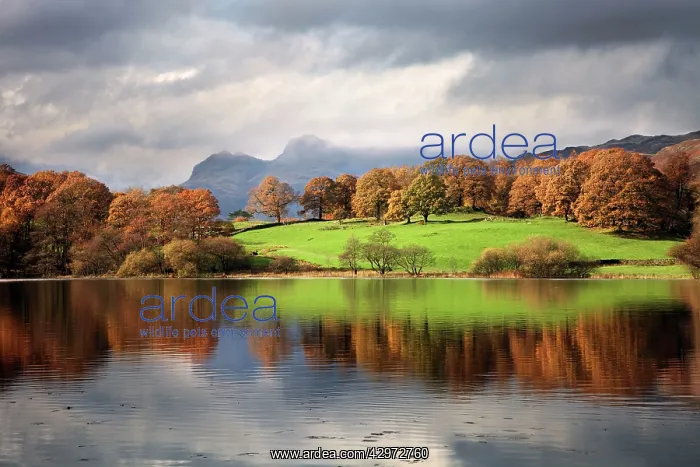 : Autumn reflections in Loughrigg Tarn with the Langdale : Autumn reflections in Loughrigg Tarn with the Langdale
