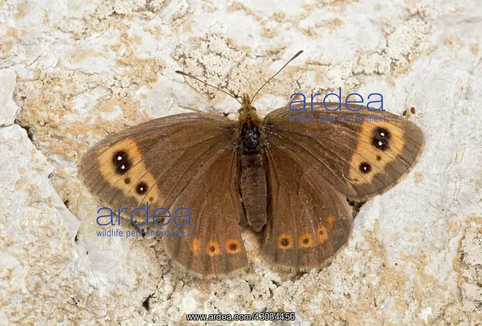 : Autumn Ringlet Butterfly September Vercors Mountains, France : Autumn Ringlet Butterfly September Vercors Mountains, France