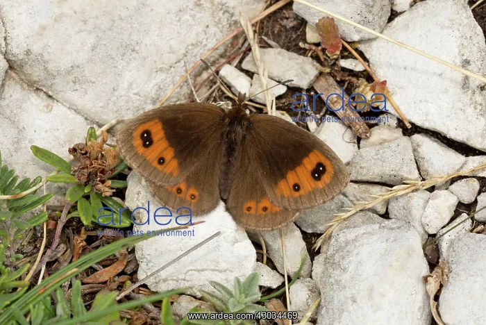 : Autumn Ringlet Butterfly September Vercors Mountains, France : Autumn Ringlet Butterfly September Vercors Mountains, France