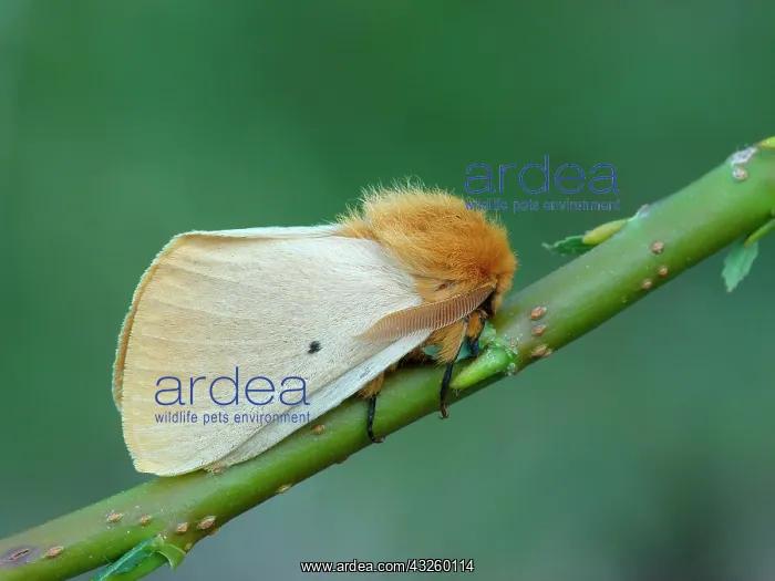 : Autumn silkworm moth (Lemonia taraxaci), Yellow : Autumn silkworm moth (Lemonia taraxaci), Yellow