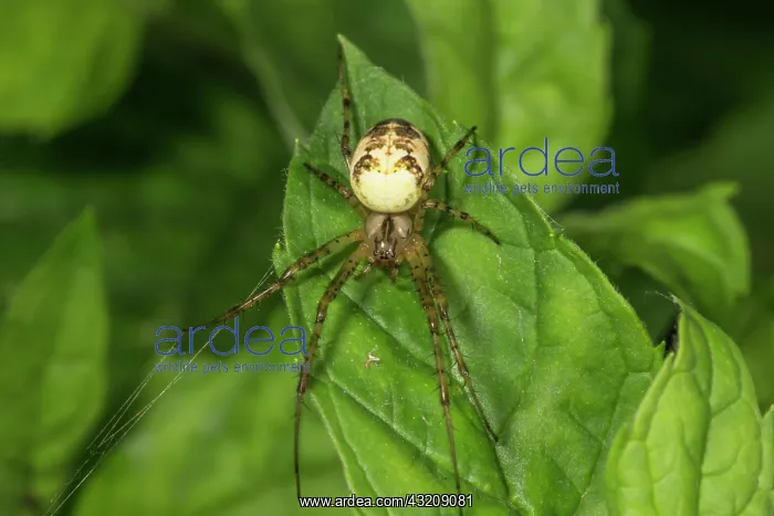 : Autumn spider (Metelina segmentata) on a leaf tip : Autumn spider (Metelina segmentata) on a leaf tip