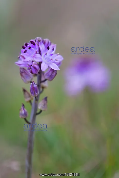 : Autumn Squill : Autumn Squill