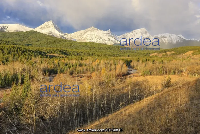 : An autumn storm sweeping down from the mountains of the Elk Range in Kananaskis Country : An autumn storm sweeping down from the mountains of the Elk Range in Kananaskis Country