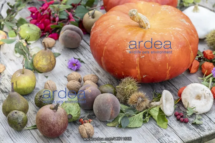 : Autumn table in a garden, Pas de Calais, France : Autumn table in a garden, Pas de Calais, France