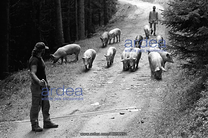 : Autumn transhumance of pigs in the Alps : Autumn transhumance of pigs in the Alps