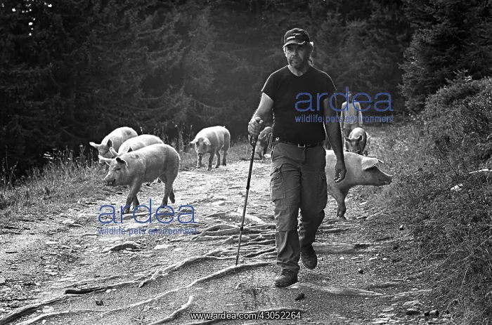 : Autumn transhumance of pigs in the Alps : Autumn transhumance of pigs in the Alps