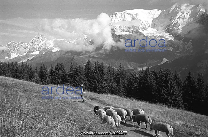 : Autumn transhumance of pigs in front of the Mont Blanc : Autumn transhumance of pigs in front of the Mont Blanc