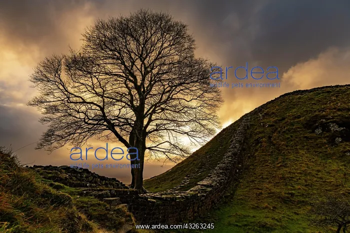  : Autumn tree on a stone wall in a depression with