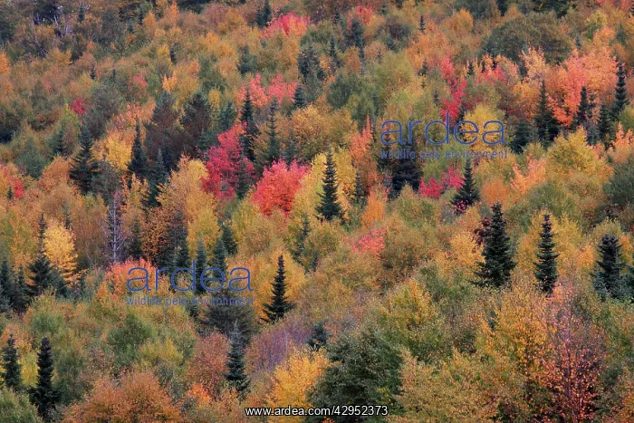 : Autumn Trees : Autumn Trees