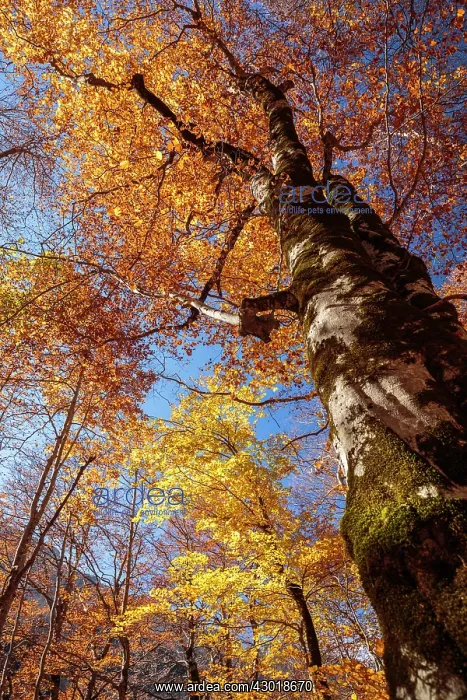  : Autumn trees