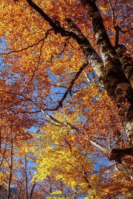  : Autumn trees