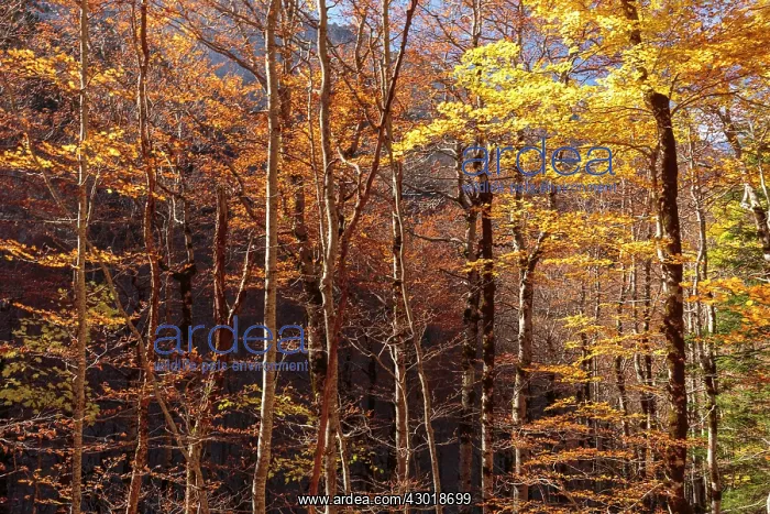  : Autumn trees