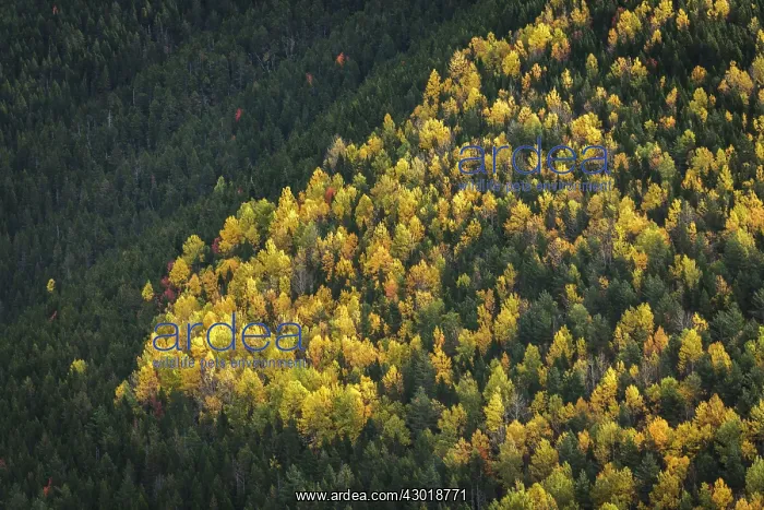 : Autumn trees