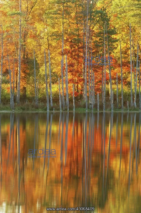  : Autumn Trees