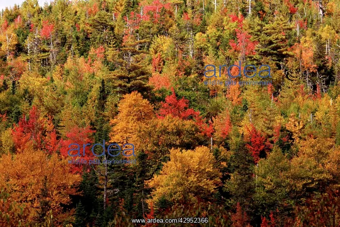 : Autumn Trees - Gros Morne National Park : Autumn Trees - Gros Morne National Park