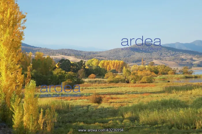 : Autumn Trees, Khancoban, Snowy Mountains : Autumn Trees, Khancoban, Snowy Mountains