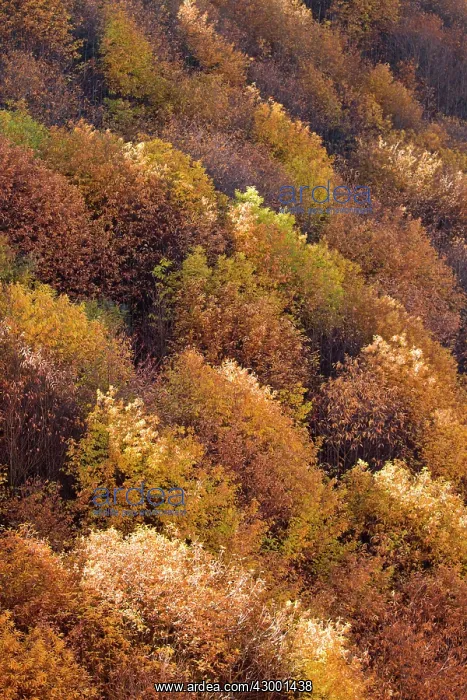 : Autumn Trees - Las Medulas : Autumn Trees - Las Medulas
