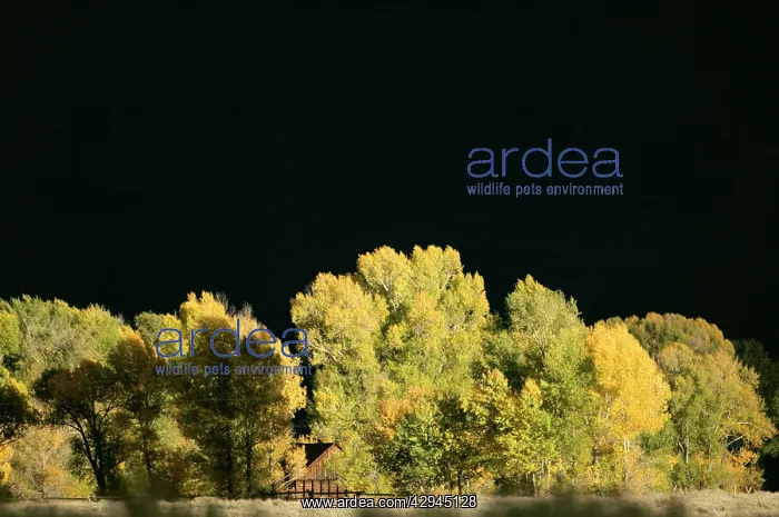 : Autumn trees with stormy sky : Autumn trees with stormy sky