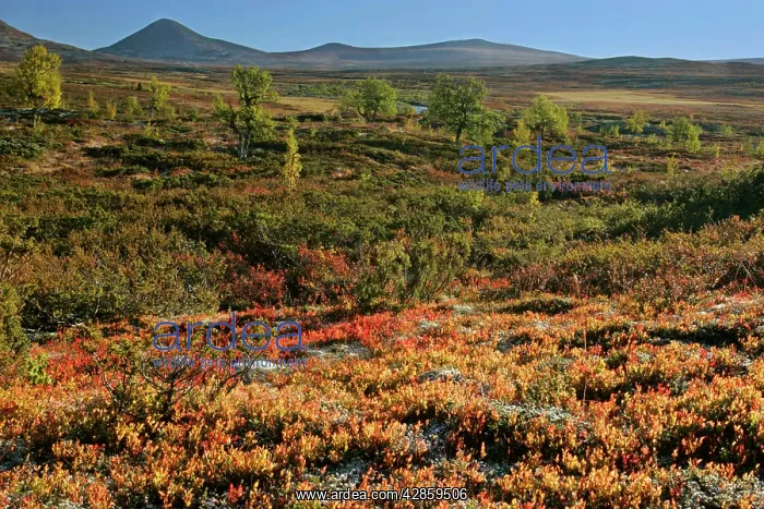 : Autumn tundra - colourful mountain plateau with : Autumn tundra - colourful mountain plateau with