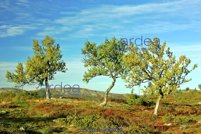 : Autumn tundra - colourful mountain plateau with : Autumn tundra - colourful mountain plateau with